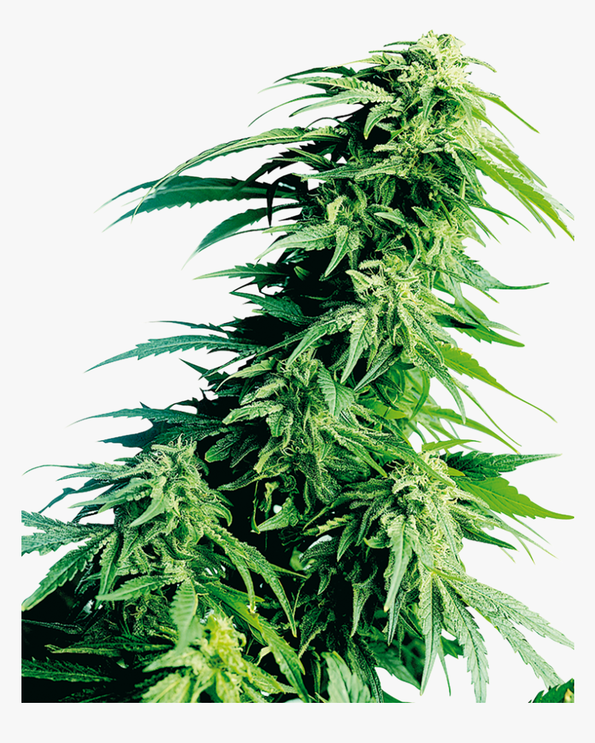 Hindu Kush Feminised, HD Png Download