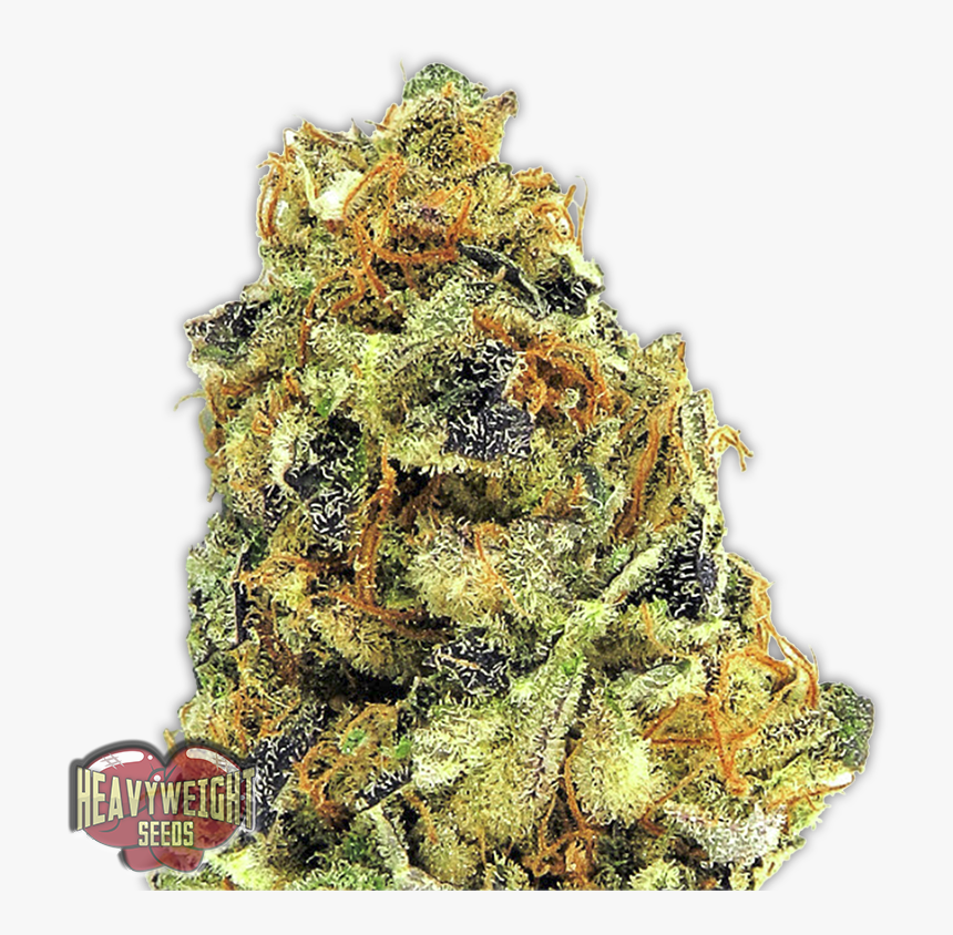 K - O Kush - 24 Carat Kush, HD Png Download
