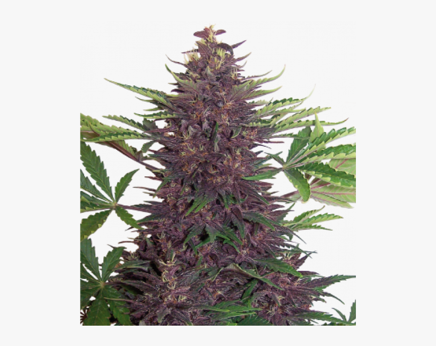 Purple Kush Auto - Purple Kush Buddha Seeds, HD Png Download