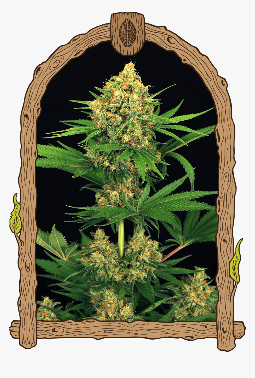 Tangerine Kush - Exotic Seeds Tangerine Kush, HD Png Download