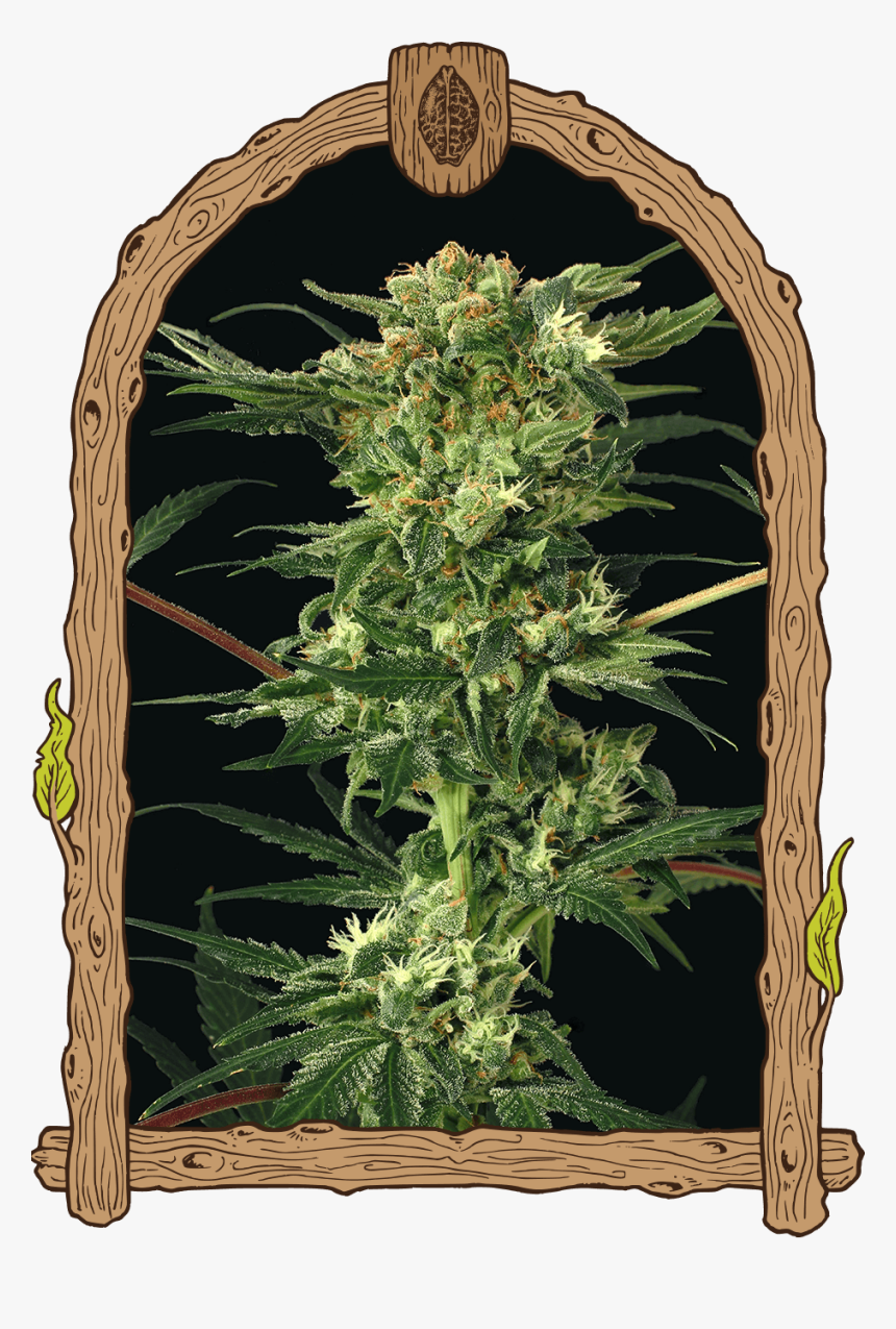 Devil Kush - Blue Monkey Exotic Seeds, HD Png Download