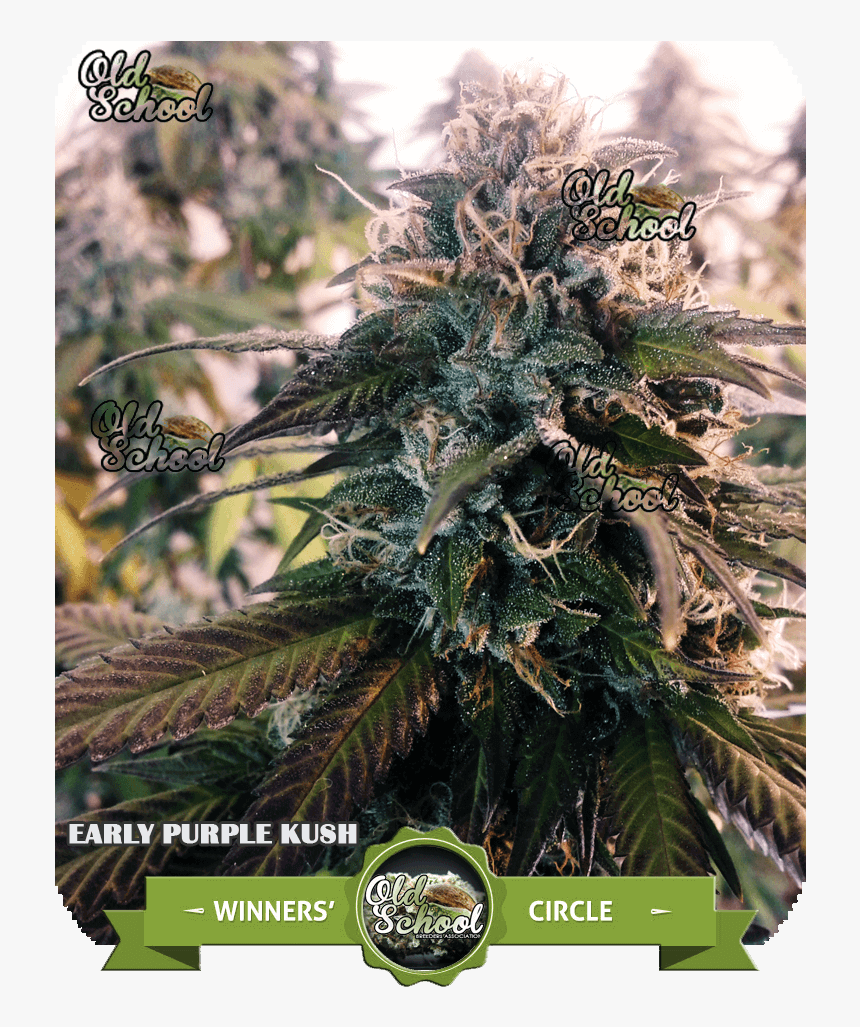 Shortleaf Black Spruce, HD Png Download