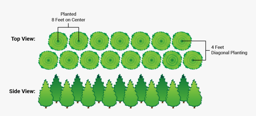 Transparent Arborvitae Png - Spacing Of Green Giant, Png Download