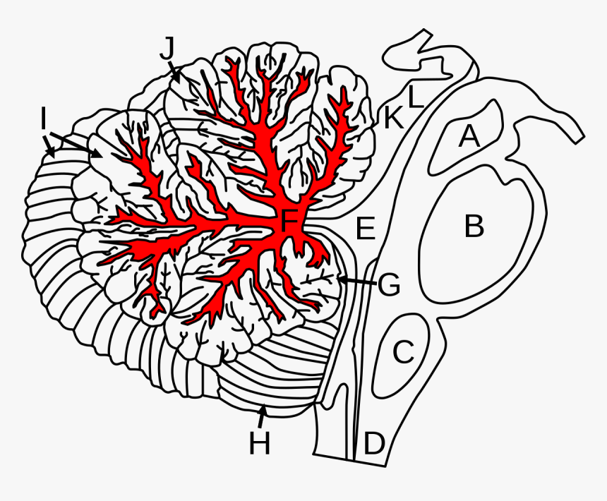 Illustration, HD Png Download