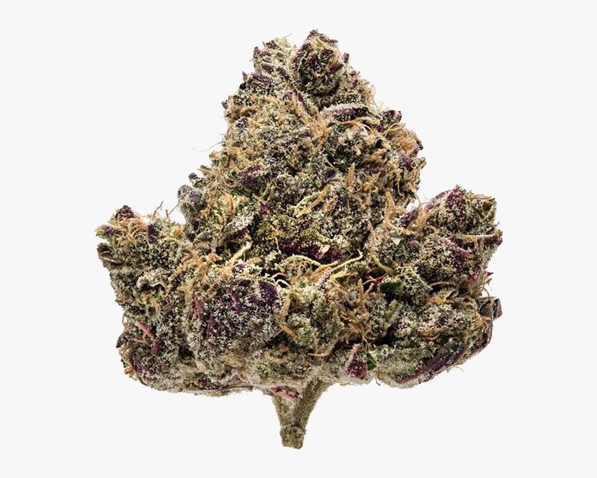 Northern Emeralds Sapphire Kush Strain Photo - Northern Emeralds Sapphire Kush, HD Png Download