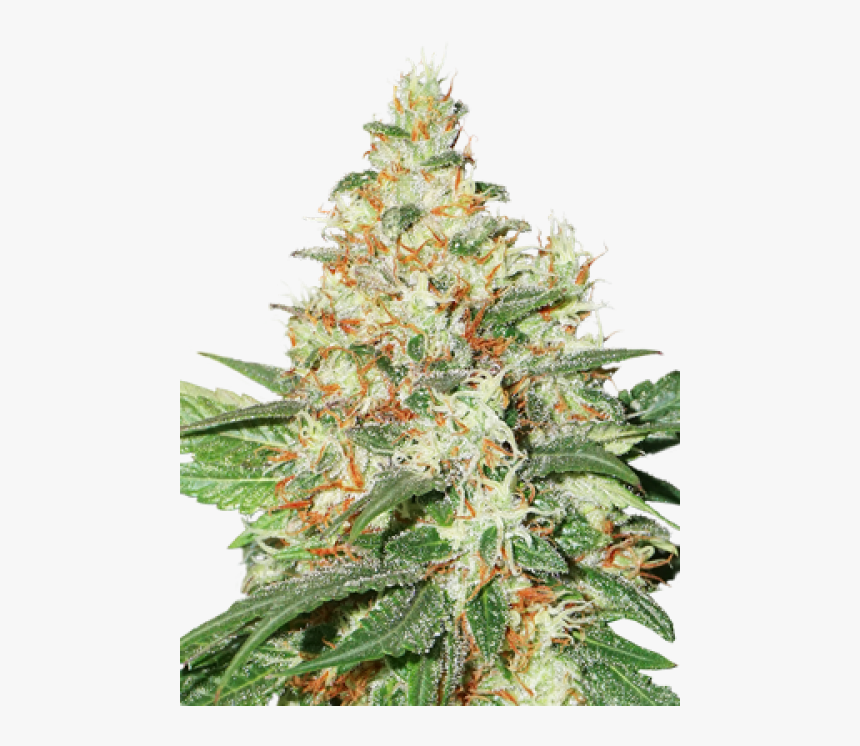 Og Kush Png, Transparent Png