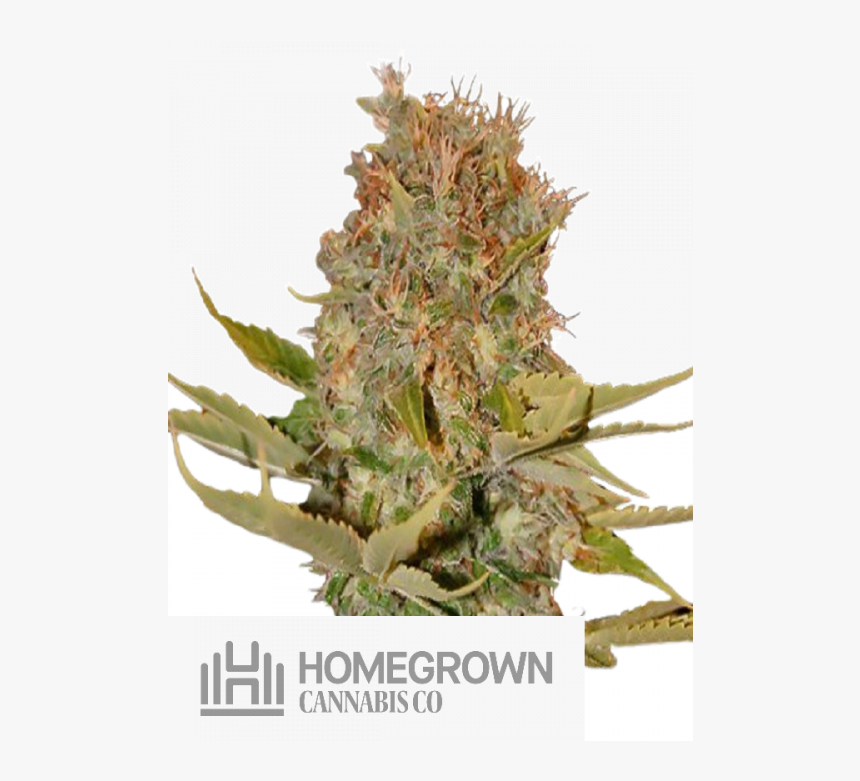 Thorns, Spines, And Prickles, HD Png Download