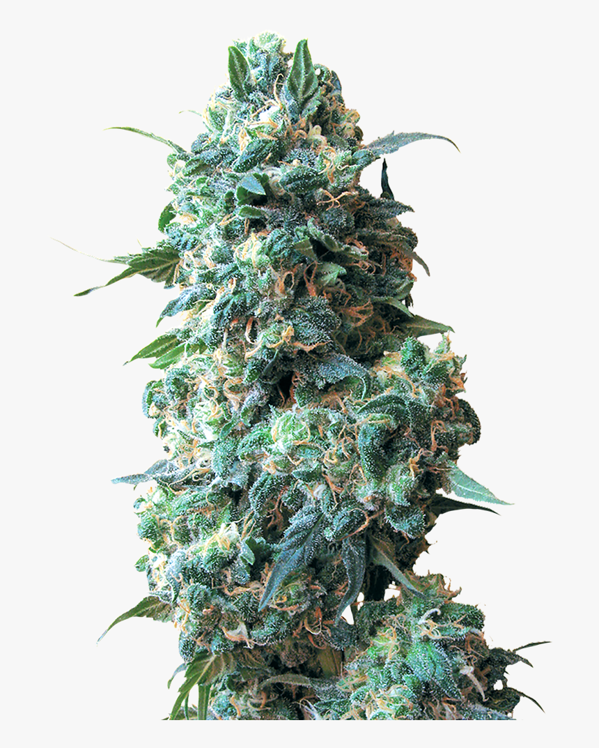 Afghan-kus 15719091125wwhga - Afghan Kush, HD Png Download