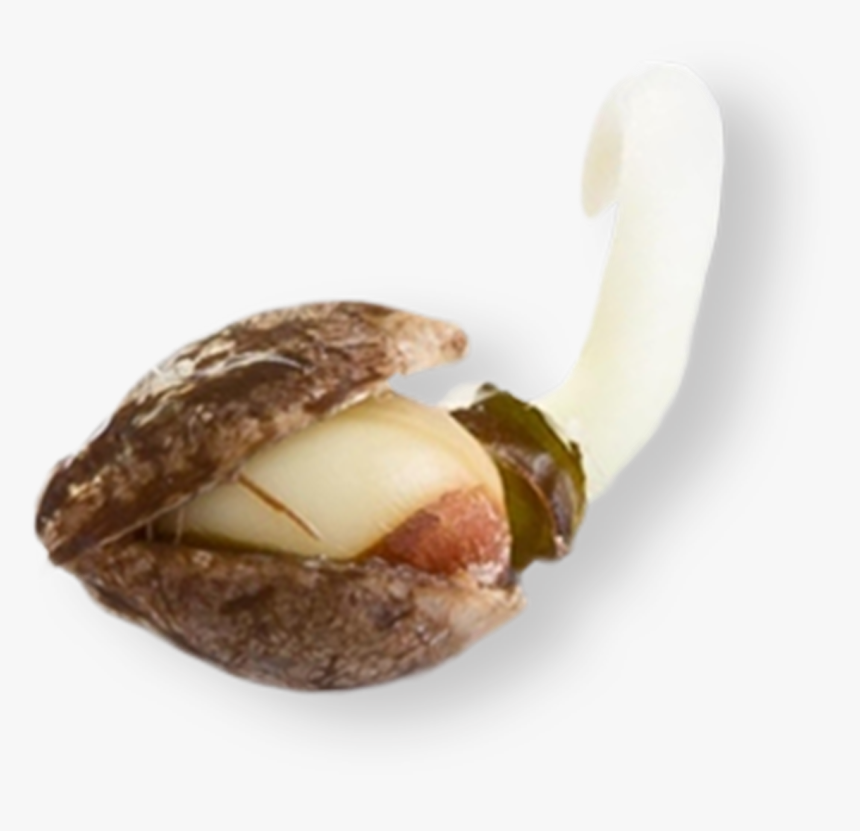 Og Kush Seed, HD Png Download