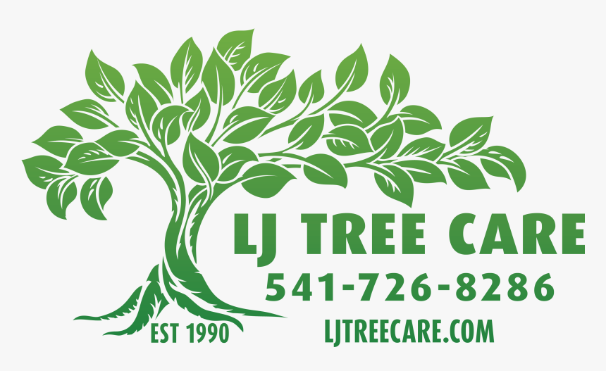 Arborvitae Png, Transparent Png