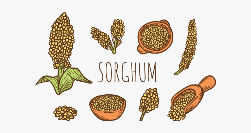 Hand Drawn Sorghum Vectors - Sorgo Grano Dibujo, HD Png Download
