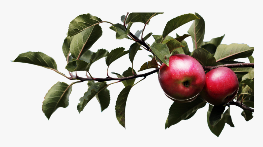 Apple, Nature, Tree, Agriculture, Blade, Plant - Apple Tree Branch Png, Transparent Png