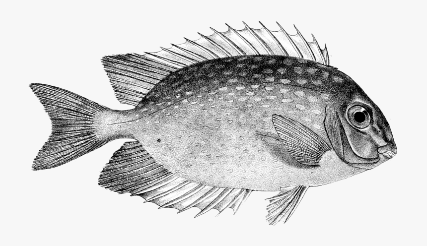 Siganus Guttatus - Siganus Guttatus Drawing, HD Png Download
