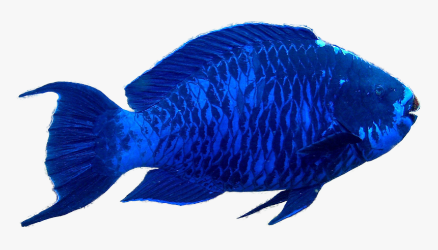 The Parrotfish On Emaze - Blue Parrot Fish, HD Png Download