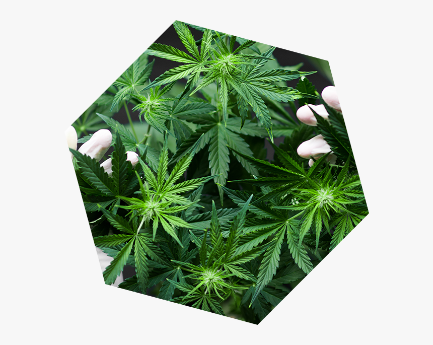 About Poly - Türkiyede Kenevir Üretimi, HD Png Download