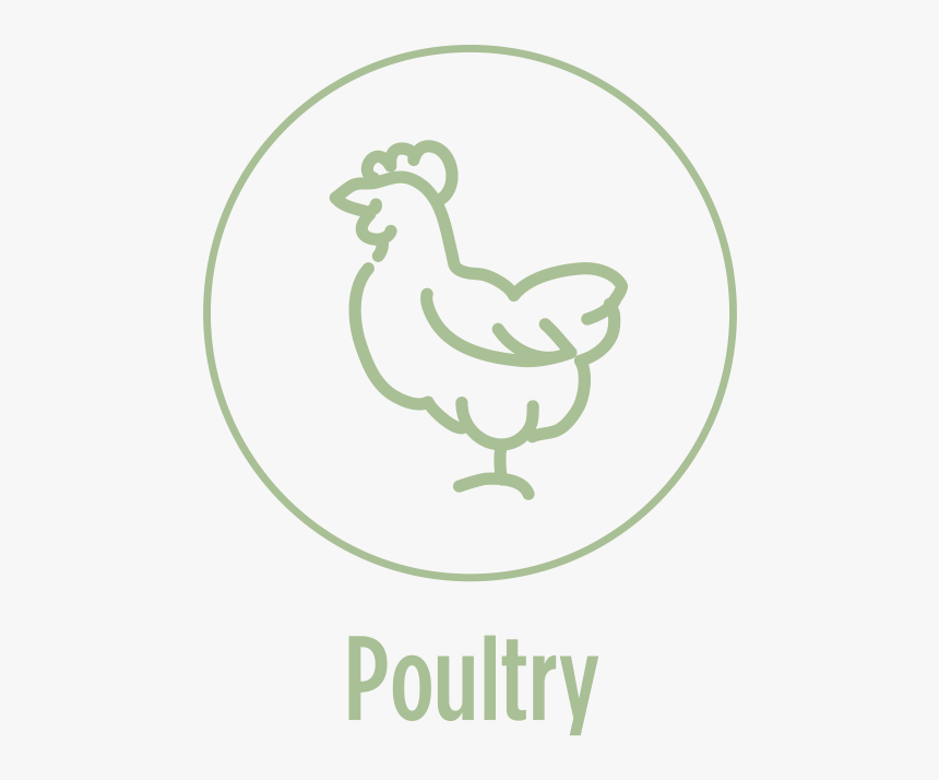 Duck, HD Png Download