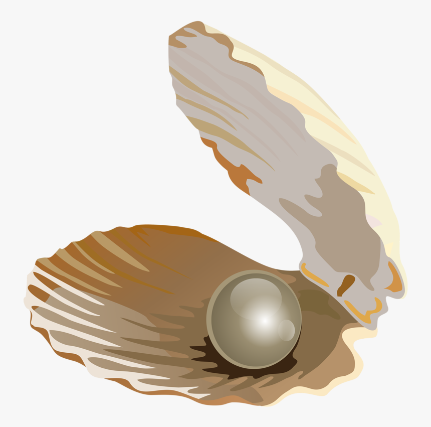 Seashell Download Jewellery Transprent - Pearl Shell Without Background, HD Png Download