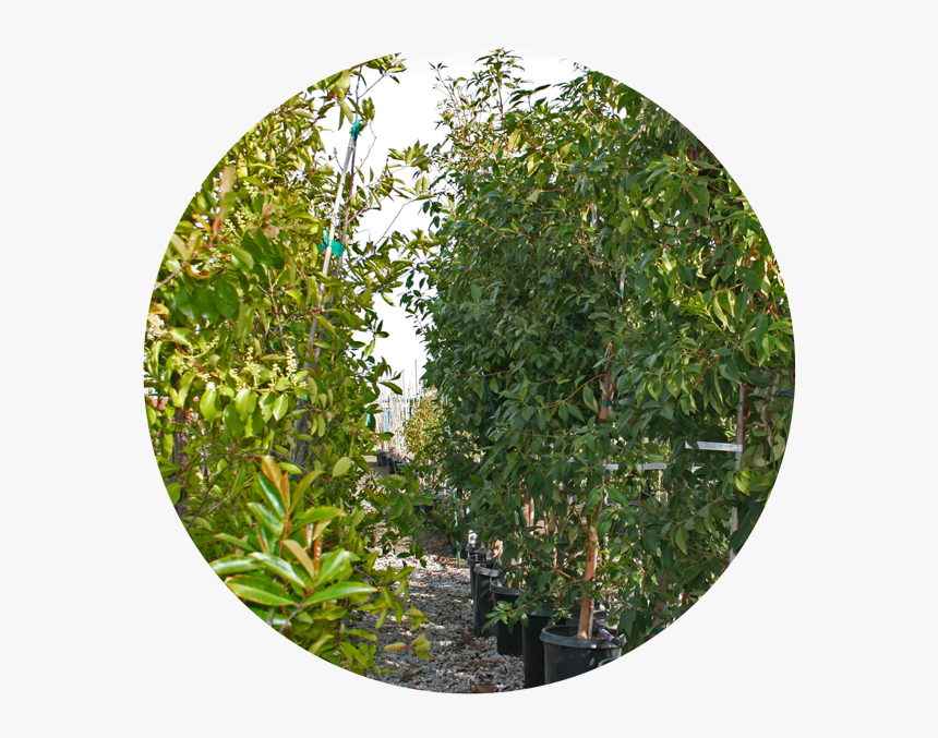 Nursery Tree Icon2 - Plane, HD Png Download