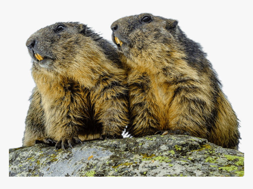 Gopher - Mongolia Bubonic Plague, HD Png Download