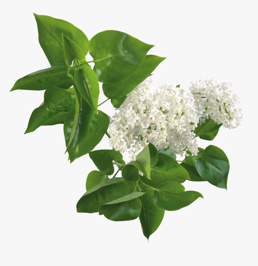 Transparent Flores Blancas Png - White Lilac Png, Png Download