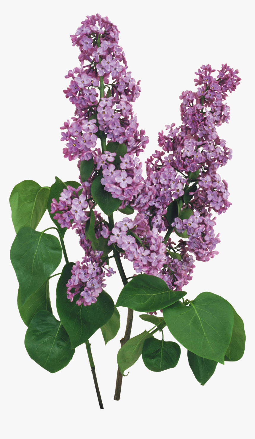 Transparent Flores Blancas Png - Flower Border Designs, Png Download