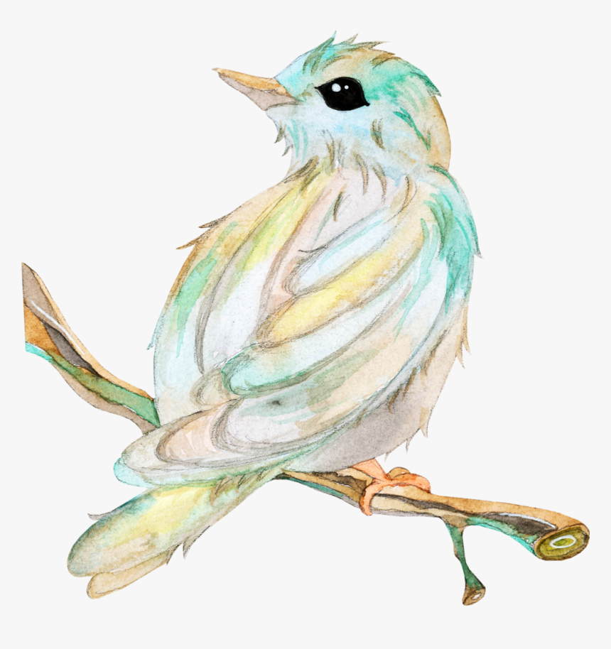 Transparent Chickadee Clipart - Passarinho No Galho Waterdcolor, HD Png Download