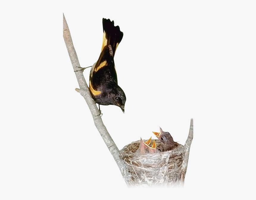 Гнездо, Птенцы, Маленькая Птица, Chicks, Little Bird, - Birds, HD Png Download