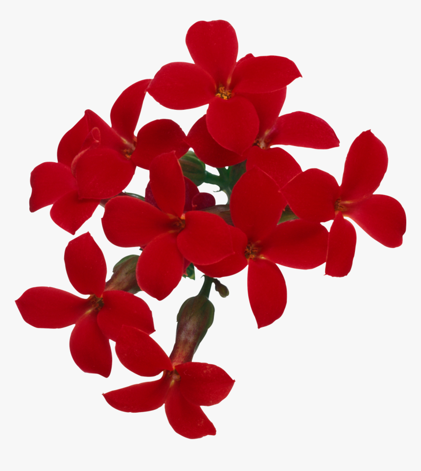 Flores Png, Ramos, Etc, Renders - Moth Orchid, Transparent Png