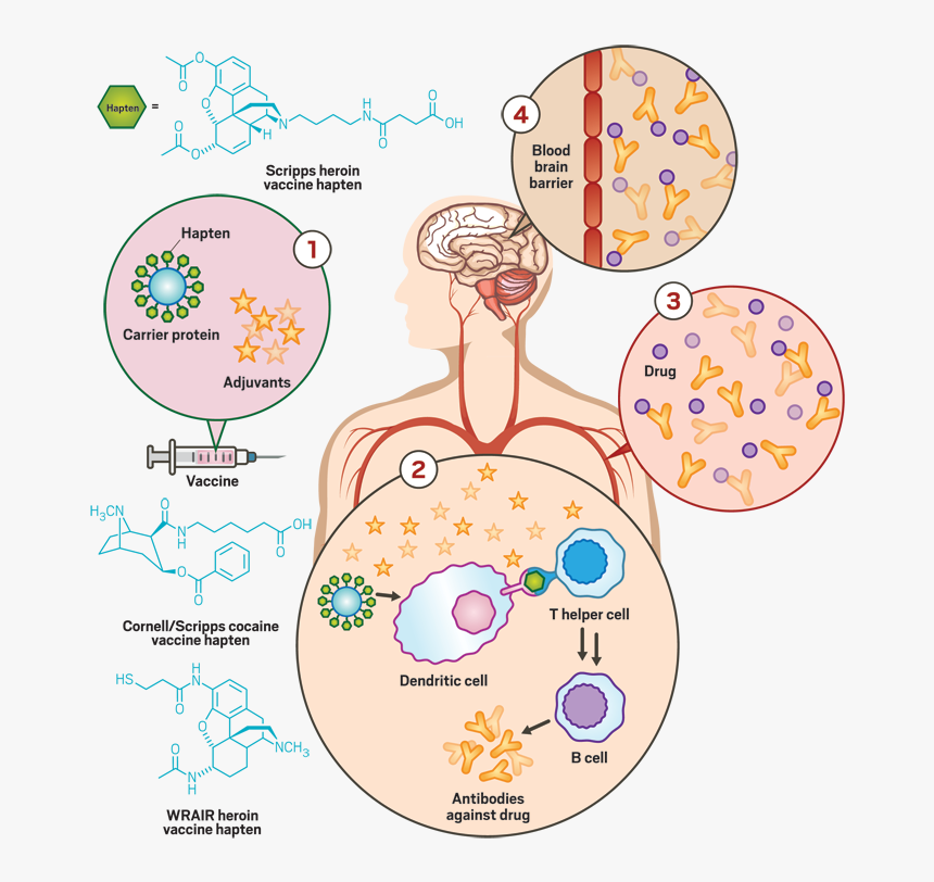 Medication Clipart Vaccination - Circle, HD Png Download