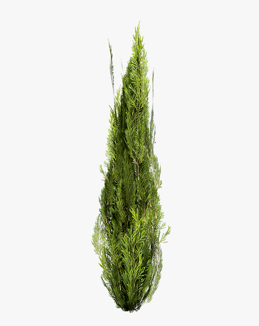 Cutout Cypress - Plantas Photoshop, HD Png Download