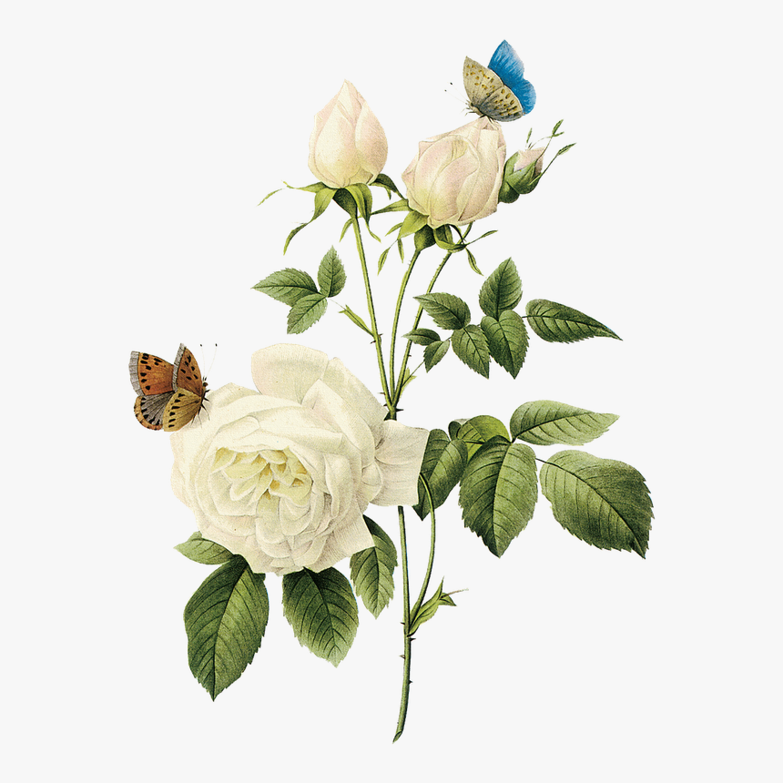 Rosas Blancas Png, Transparent Png