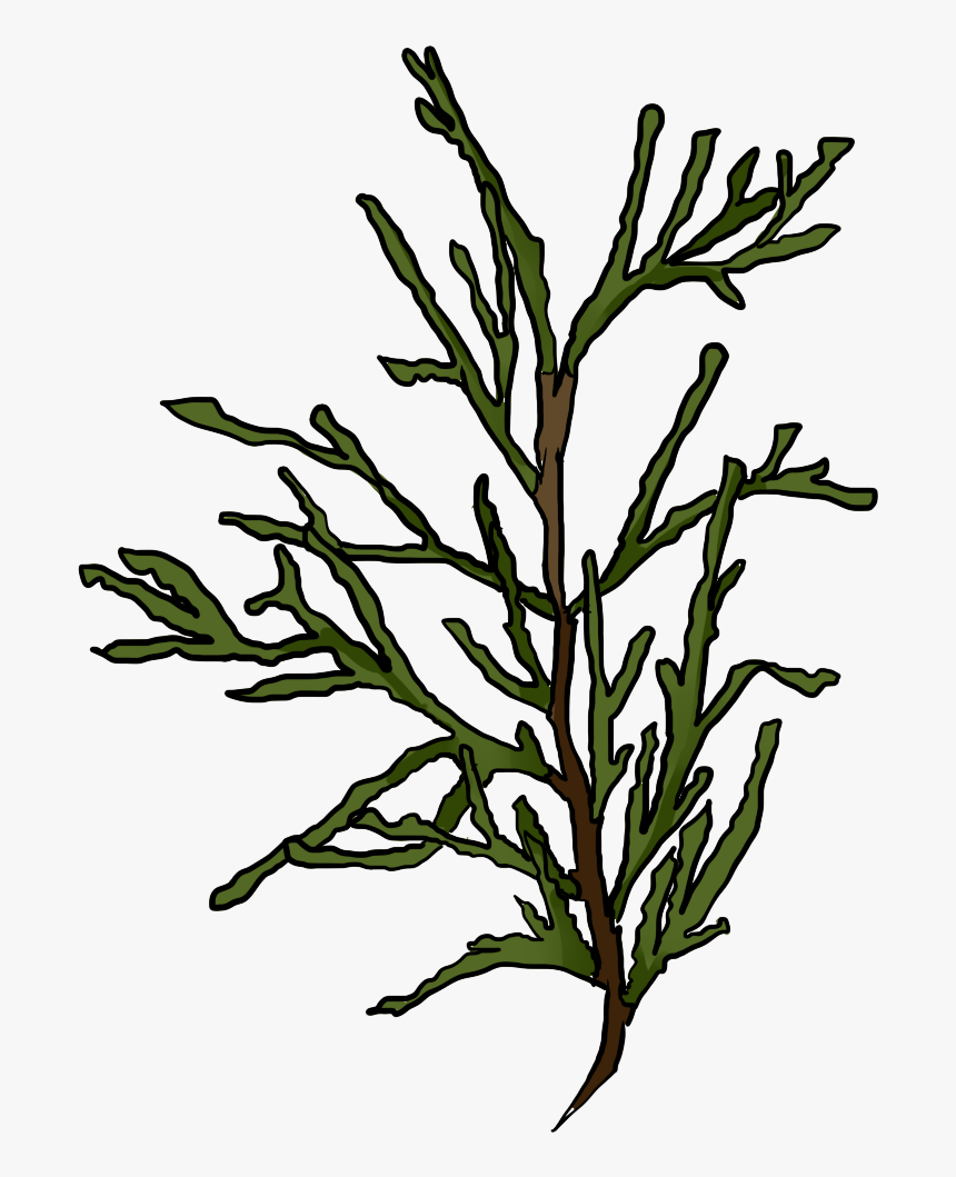 Cornfield Drawing Tree - White Cedar, HD Png Download