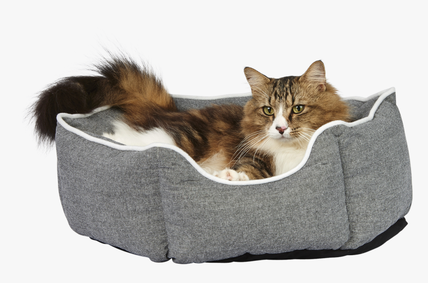 Transparent Cat Laying Down Png - Tabby Cat, Png Download