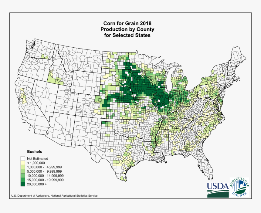 Corn Grown In The Us, HD Png Download