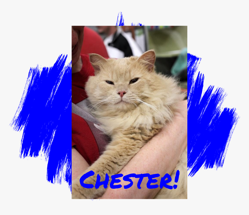 Cat Adoption - Dog, HD Png Download