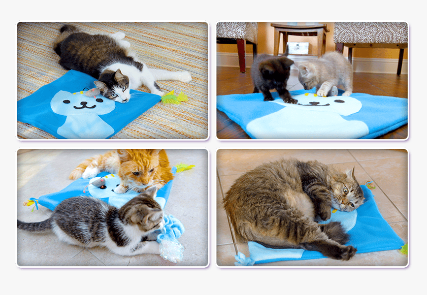 Domestic Short-haired Cat, HD Png Download