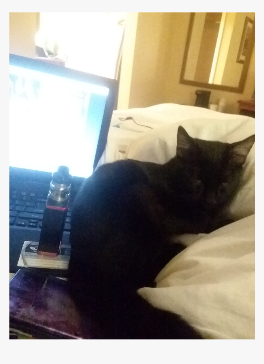 Cat Laying Down Png, Transparent Png