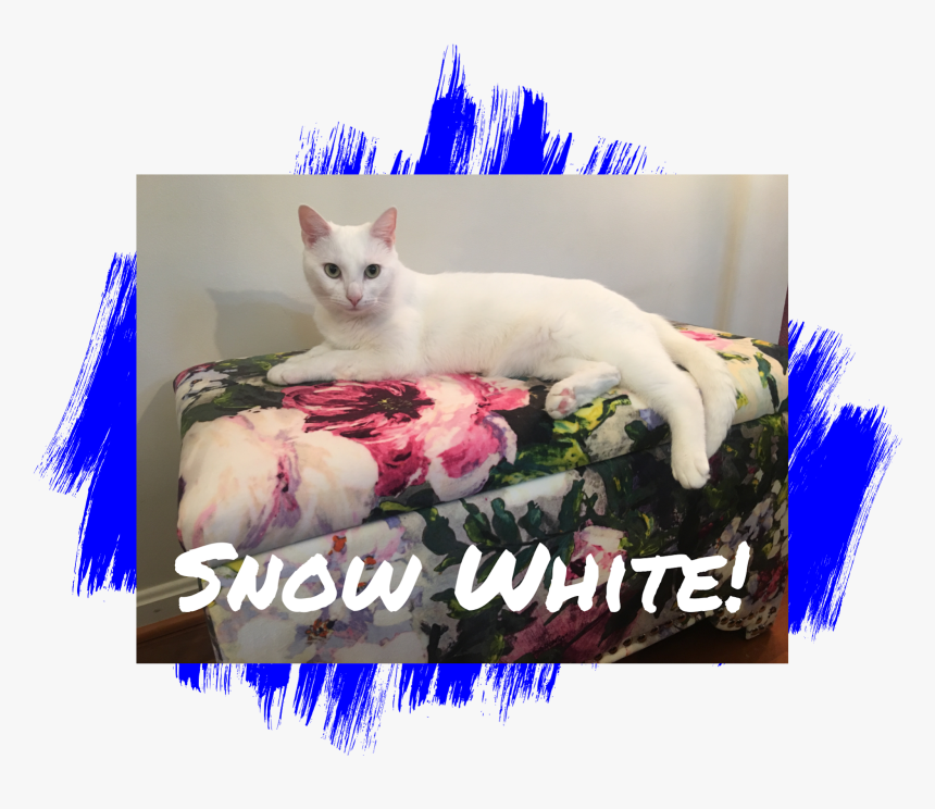 Cat Adoption - Cat, HD Png Download