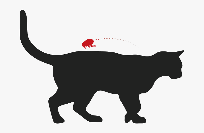 Cat Yawns, HD Png Download
