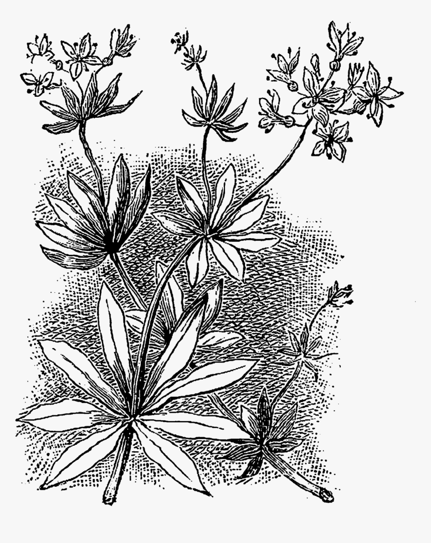 Drawing, HD Png Download