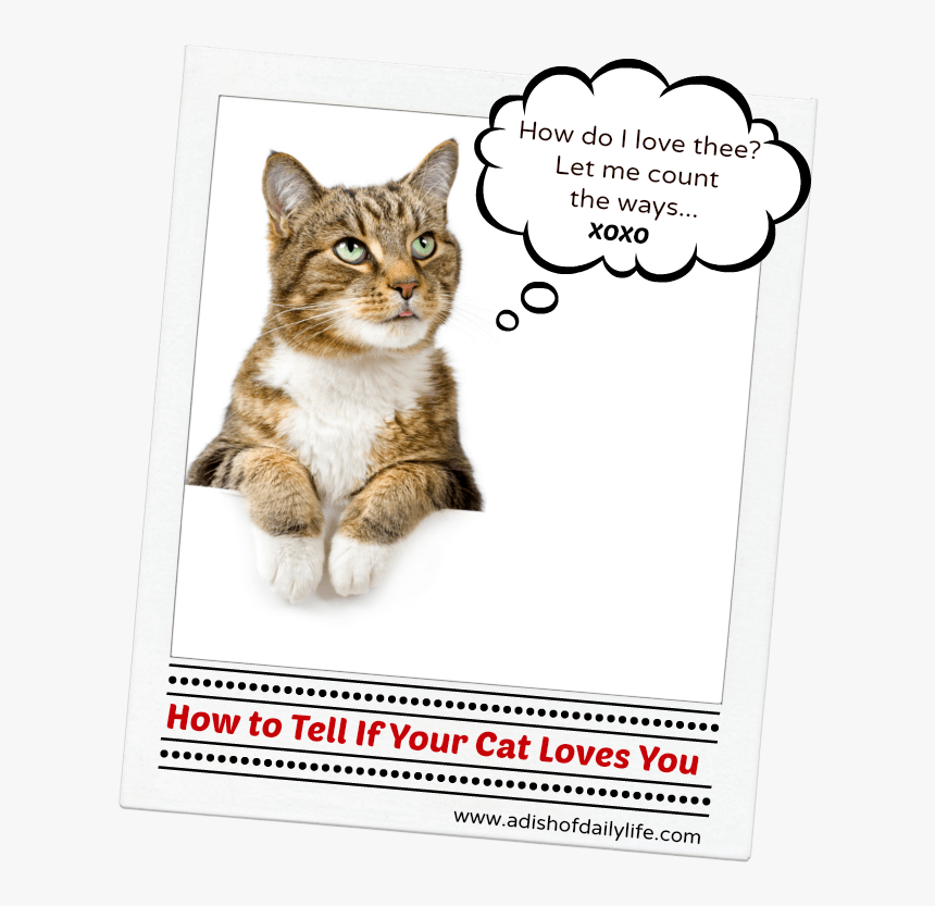 Tell A Cat You Love Them, HD Png Download