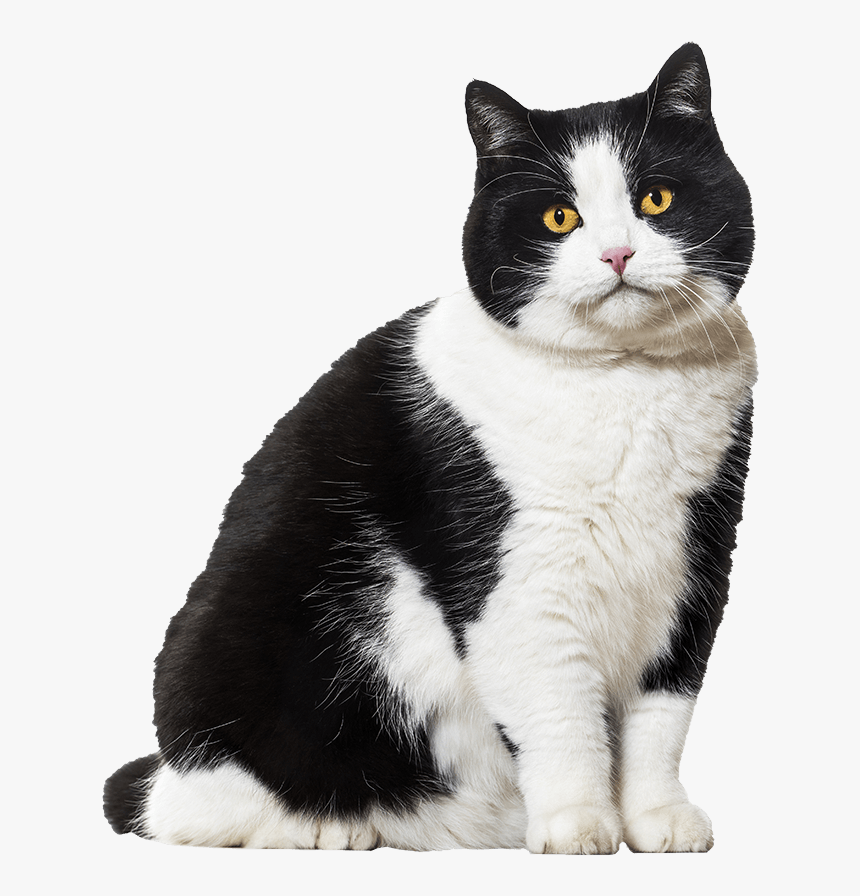 Domestic Cat - Cat, HD Png Download