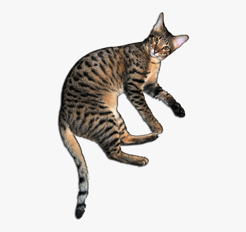 Maddie - Arabian Mau, HD Png Download