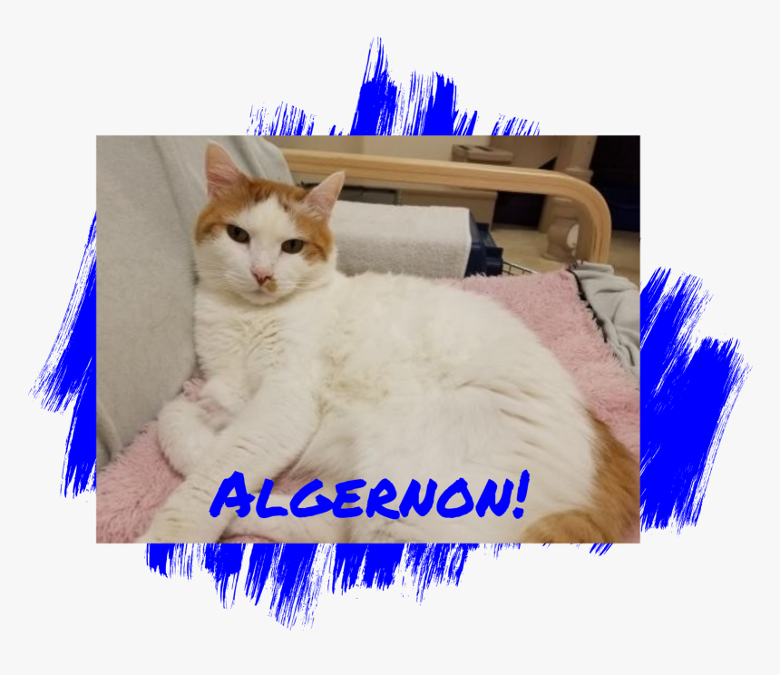 Cat Adoption, HD Png Download