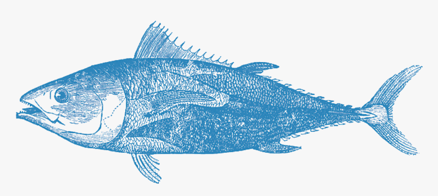 Billfish, HD Png Download