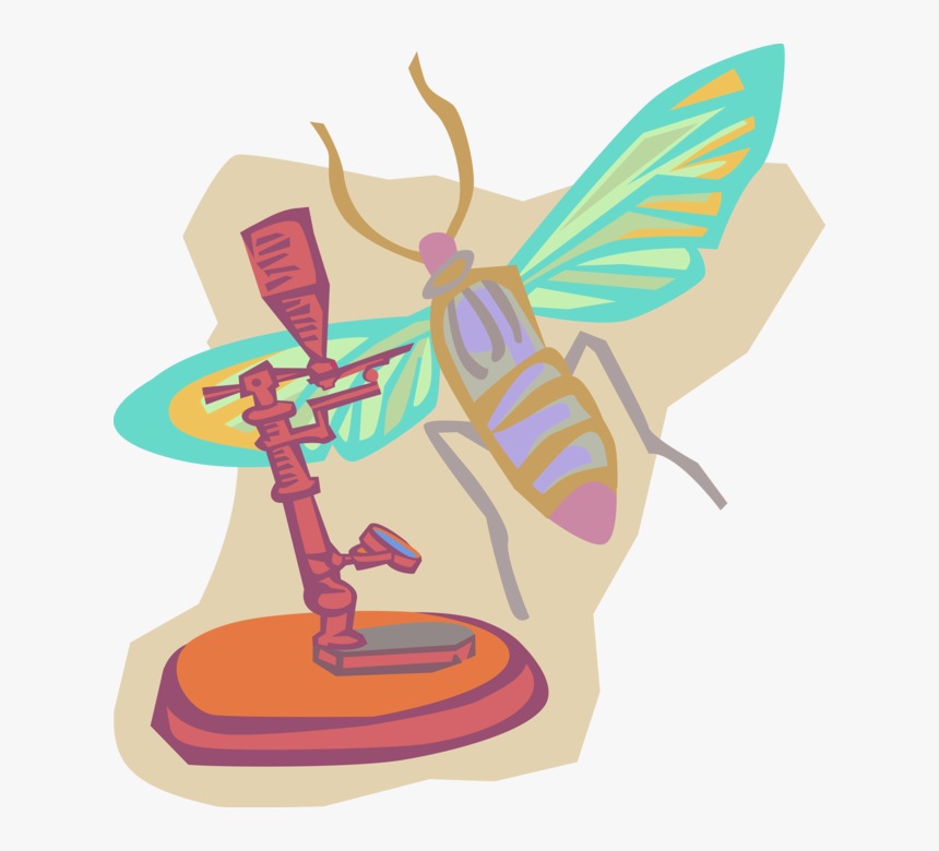 Vector Illustration Of Entomology Insect Research With, HD Png Download