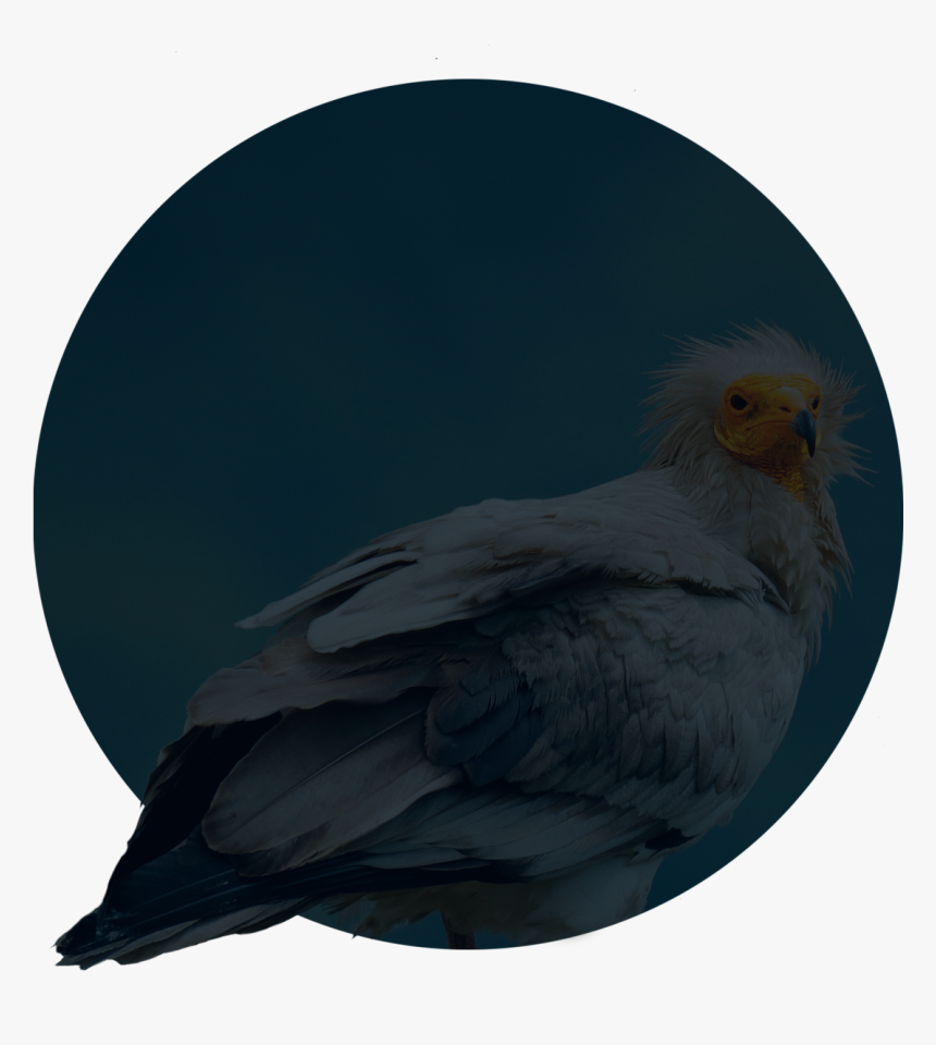 Cockatiel, HD Png Download