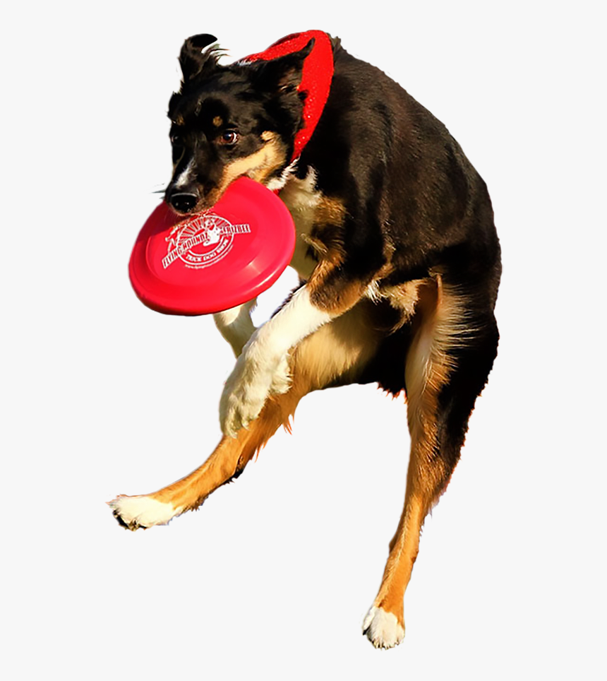 Dog Dancing Png - Dog Catches Something, Transparent Png
