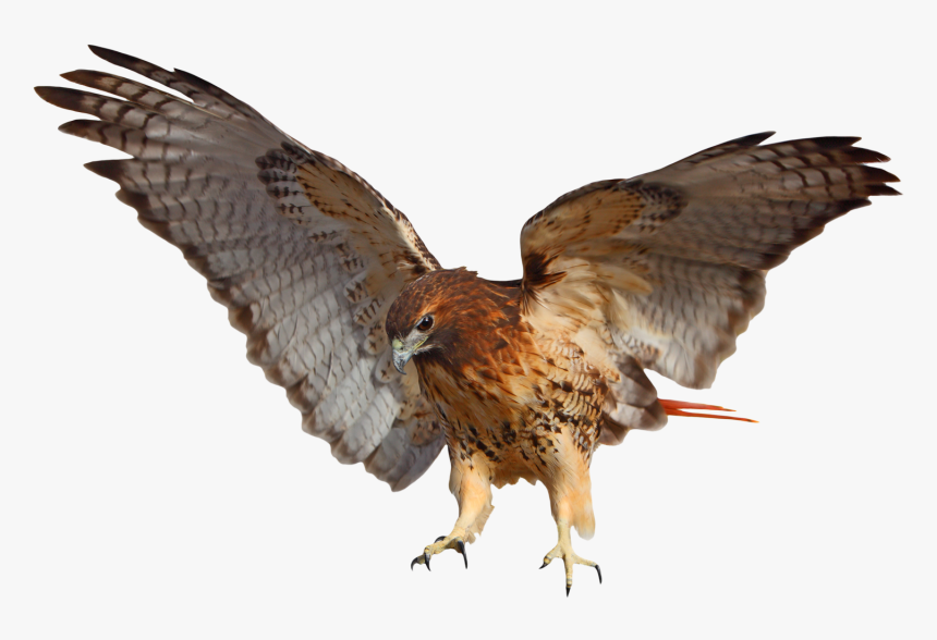 Tribal Impressions Rrd El - Red Tailed Hawk Png, Transparent Png