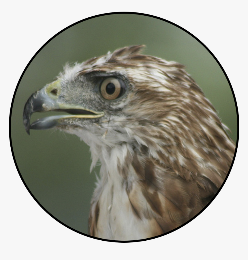 Red-tailed Hawk, HD Png Download